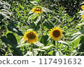 Unhealthy sunflower 117491632