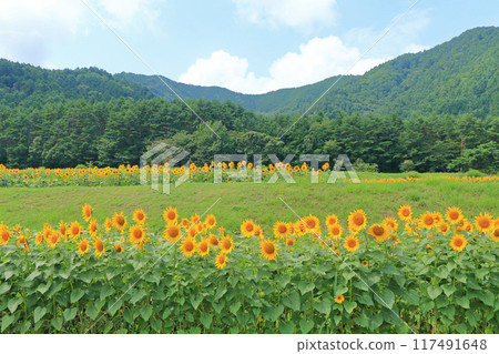 Sunflowers at Alps Azumino National Park Sunflowers at Alps Azumino National Park 117491648