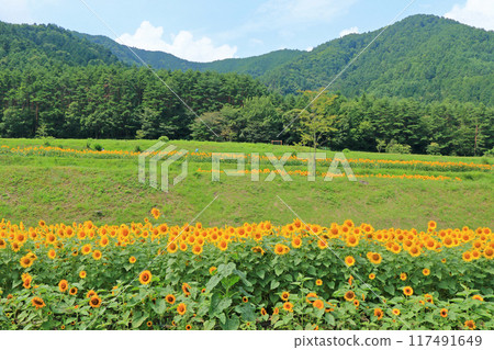 國立阿爾卑斯安曇野公園的向日葵 國立阿爾卑斯安曇野公園的向日葵 117491649