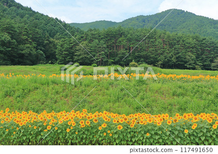 Sunflowers at Alps Azumino National Park 117491650