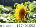 Sunflower (horizontal) 117491652