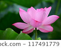 A beautiful lotus flower 117491779