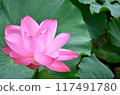 lotus flower peeking out from between the leaves 117491780