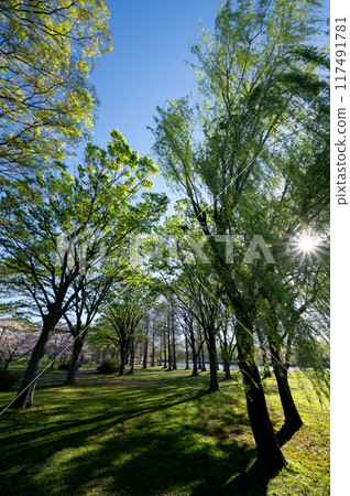 巨大的柳樹在微風中搖曳 117491781