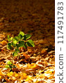 A young tree buried under a carpet of fallen ginkgo leaves 117491783