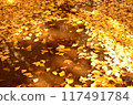 Fallen ginkgo leaves floating on the water 117491784