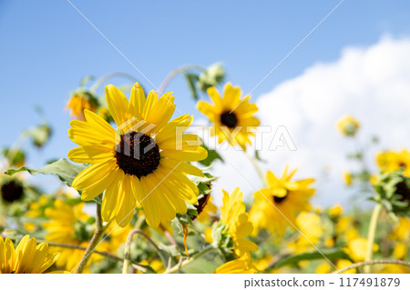 Sunflower field and blue sky Sunflower field and blue sky 117491879