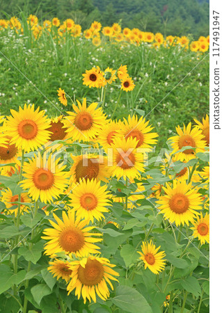 國立阿爾卑斯安曇野公園的向日葵 國立阿爾卑斯安曇野公園的向日葵 117491947