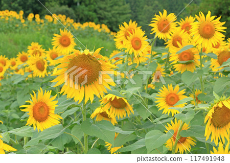 國立阿爾卑斯安曇野公園的向日葵 國立阿爾卑斯安曇野公園的向日葵 117491948