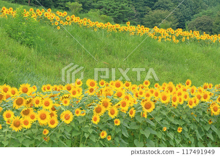 Sunflowers at Alps Azumino National Park Sunflowers at Alps Azumino National Park 117491949