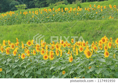 國立阿爾卑斯安曇野公園的向日葵 國立阿爾卑斯安曇野公園的向日葵 117491950