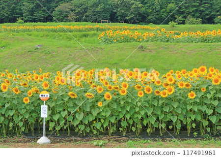Sunflowers at Alps Azumino National Park Sunflowers at Alps Azumino National Park 117491961