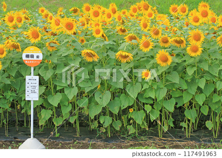 國立阿爾卑斯安曇野公園的向日葵 國立阿爾卑斯安曇野公園的向日葵 117491963