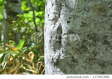 Beech trunks with beautiful bark patterns, primeval beech forest, Hotaka Tashiro Marsh, Gunma Prefecture Beech trunks with beautiful bark patterns, primeval beech forest, Hotaka Tashiro Marsh, Gunma Prefecture 117491966