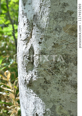 Beech trunks with beautiful bark patterns, primeval beech forest, Hotaka Tashiro Marsh, Gunma Prefecture 117491969
