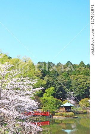 愛知縣瀨戶市常光寺公園和櫻花風景 117491971