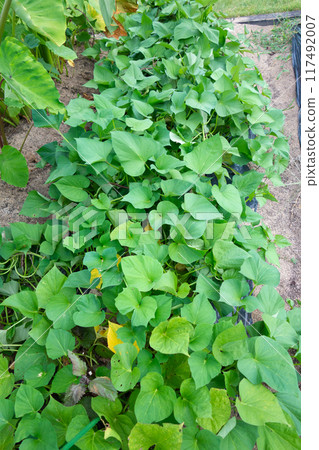 Sweet potato field in summer Sweet potato field in summer 117492007