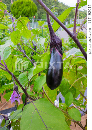 Vegetable garden in August (Nasubi) 117492015