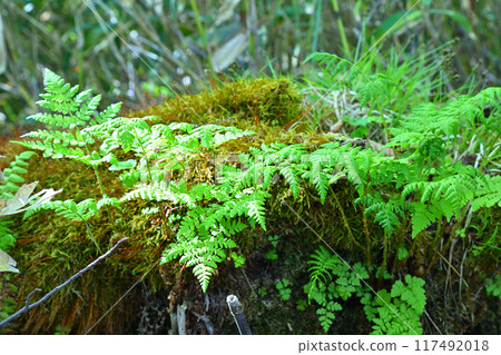 The base of a rotting tree, undergrowth, ferns, Hotaka, Tashiro Marshland, Minakami Town The base of a rotting tree, undergrowth, ferns, Hotaka, Tashiro Marshland, Minakami Town 117492018