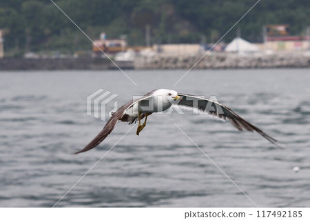 A black-tailed gull flying near the surface of the sea 117492185