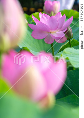 lotus flower, pure flower 117492394