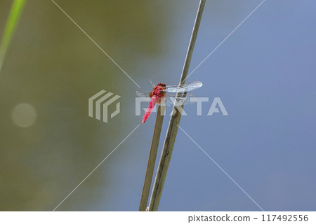 Red dragonfly 117492556