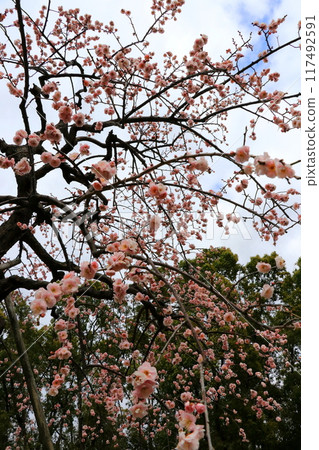 Plum blossoms starting to bloom Plum blossoms starting to bloom 117492591