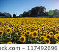 Sunlit field of sunflowers 117492696