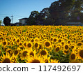 Sunlit field of sunflowers 117492697