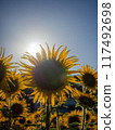 Towards the Sun 117492698