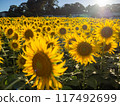 Sunflower field illuminated by the setting sun 117492699