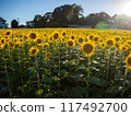 Sunflower field illuminated by the setting sun 117492700