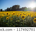 Towards the Sun 117492701