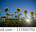 A sunflower blooming toward the sun 117492702