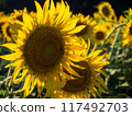 Sunflower blooming towards the sun 117492703