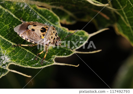 Living creatures, insects, the spotted stink bug, a modestly beautiful stink bug. It is just under one centimeter in size, and there are few of them. 117492793