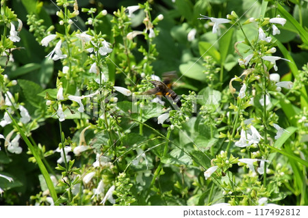 Garden Museum Hiei 117492812