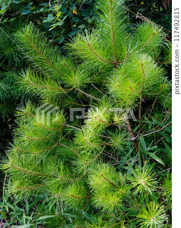 松樹（松科）的幼樹 117492815