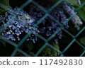 Hydrangeas through the fence 117492830