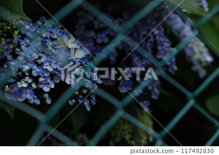 Hydrangeas through the fence 117492830