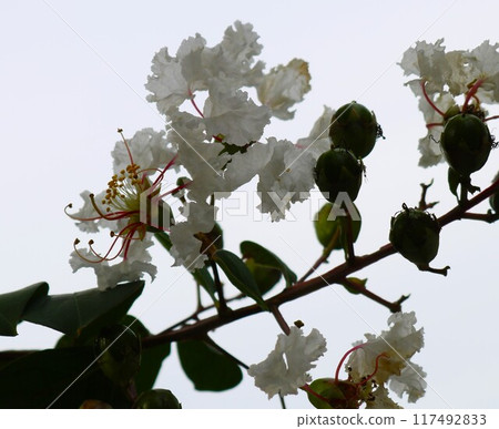 White Crape Myrtle Flowers in Autumn Park 117492833