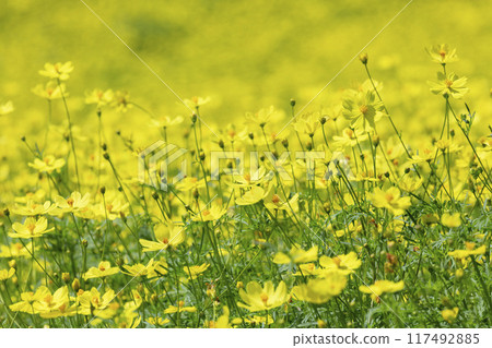 Cosmos flower field Cosmos flower field 117492885
