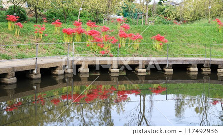 Park with blooming spider lilies, water surface, autumn day 117492936