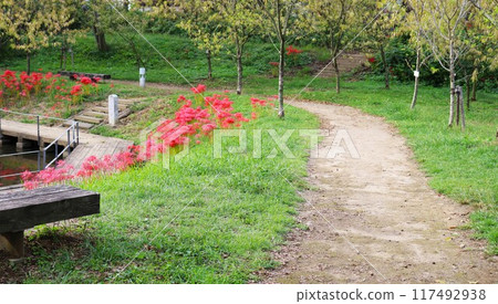 Park with blooming spider lilies, water surface, autumn day Park with blooming spider lilies, water surface, autumn day 117492938