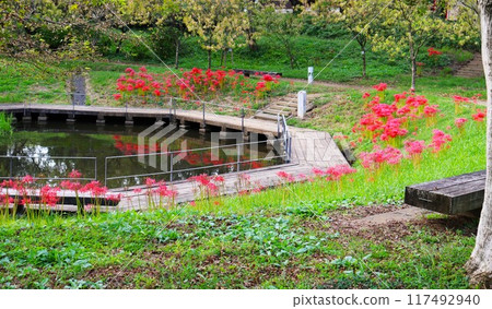 孤挺花綻放的公園,水面,秋日 孤挺花綻放的公園,水面,秋日 117492940