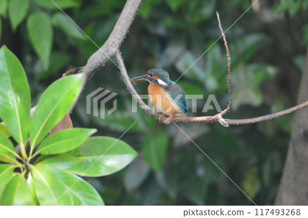 Female kingfisher (Negawa Greenway/Tachikawa, Tokyo) 117493268