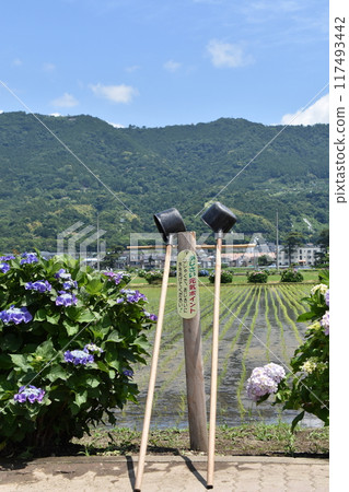 Hydrangeas blooming in the lush natural surroundings of Kaisei Town 117493442