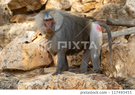 Monkey Baboon in natural habitat Monkey Baboon in natural habitat 117493455