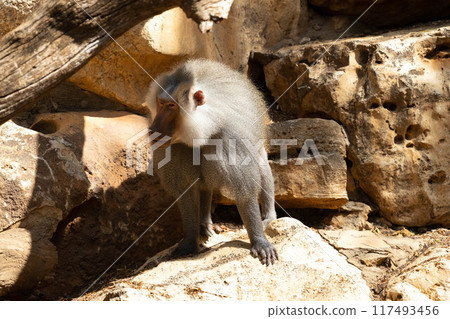Monkey Baboon in natural habitat Monkey Baboon in natural habitat 117493456