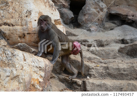 Monkey Baboon in natural habitat 117493457